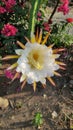 Selenicereus grandiflorus flowers or white ornamental cactus flowers