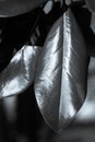 Shiny southern magnolia leaf in close up black and white