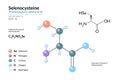 Selenocysteine. Sec C3H7NO2Se. Proteinogenic Amino Acid. Structural Chemical Formula and Molecule 3d Model. Atoms with Color