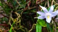 Self-blooming dove orchid on the tree