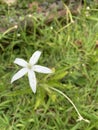 self blooming kitolod flower, kitolod plant, kitolod leaf, kitolod flower, Ornithogalum