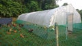 Self built Long Chicken Tents