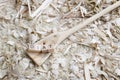 Self carved wooden spoon cooking spoon pan scraper with the word - DIAT - on a workbench with wood chips, Germany