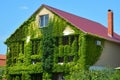 Self-clinging climber boston ivy vine, japanese creeper or parthenocissus tricuspidata veitchii coveres the facade of a brick