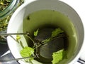 self-dried herbal tea of chamomile, lemon balm and mint in a tea egg in a cup of herbal tea Royalty Free Stock Photo