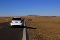 Self driving travel in the wide grassland of Inner Mongolia Royalty Free Stock Photo