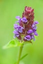 Self-Heal - Heal-All - Prunella vulgaris