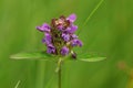 Self-heal flower on green background