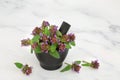 Self Heal Healing Herb Used in Herbal Plant Medicine