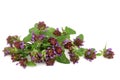 Self Heal Herb with Flowers for Natural Medicine