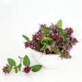 Self Heal Herb Herbal Medicine