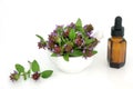 Self Heal Herb Natural Herbal Plant Medicine