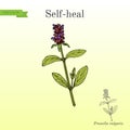 Self-heal Prunella vulgaris , or allheal, medicinal plant