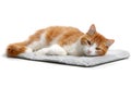 Self-heating reflective cat mat on isolated white background Royalty Free Stock Photo