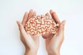 self improvement skills Hands holding a brain model on a white background Royalty Free Stock Photo