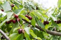 Self picking cherries at Odem in Golan Heights Royalty Free Stock Photo