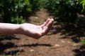 Self picking cherries at Odem in Golan Heights Royalty Free Stock Photo