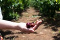 Self picking cherries at Odem in Golan Heights Royalty Free Stock Photo