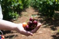 Self picking cherries at Odem in Golan Heights Royalty Free Stock Photo