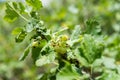 Self picking cherries at Odem in Golan Heights Royalty Free Stock Photo