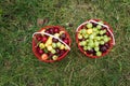 Self picking cherries at Odem in Golan Heights Royalty Free Stock Photo