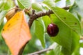 Self picking cherries at Odem in Golan Heights Royalty Free Stock Photo