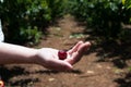 Self picking cherries at Odem in Golan Heights Royalty Free Stock Photo