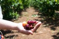 Self picking cherries at Odem in Golan Heights Royalty Free Stock Photo