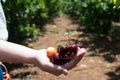 Self picking cherries at Odem in Golan Heights Royalty Free Stock Photo