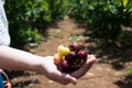 Self picking cherries at Odem in Golan Heights Royalty Free Stock Photo