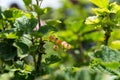 Self picking cherries at Odem in Golan Heights Royalty Free Stock Photo