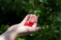 Self picking cherries at Odem in Golan Heights Royalty Free Stock Photo