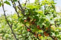 Self picking cherries at Odem in Golan Heights Royalty Free Stock Photo