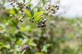 Self picking cherries at Odem in Golan Heights Royalty Free Stock Photo