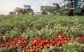 Self-propelled tomato harvester work in parallel with tractor trailer