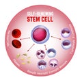 Self-renewing stem cell Royalty Free Stock Photo