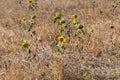 Self-seeded blooming sunflowers among the grass on a field