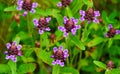 Selfheal Royalty Free Stock Photo