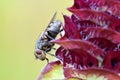 Carpenters Herb Selfheal Fly 03 Royalty Free Stock Photo