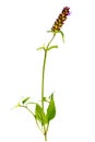 Selfheal, Prunella vulgaris isolated on white background, this plant is medical and edible,