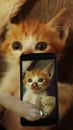 SELFIE CAT