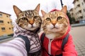 Selfie Cat Portrait, Two Cats Make Self Picture Royalty Free Stock Photo