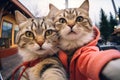 Selfie Cat Portrait, Two Cats Make Self Picture Royalty Free Stock Photo