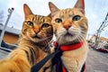 Selfie Cat Portrait, Two Cats Make Self Picture Royalty Free Stock Photo