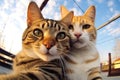 Selfie Cats, Funny Cat Taking Selfies, Kitten Look at Camera