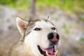 Selfie portrait Husky dog with a smile