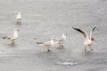 Selfish Seagull Running with a Piece of Bread