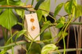 Selfmade gift box out of old beverage carton decorated with star shaped cut out dried roange peel place inside leaves of green