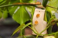 Selfmade gift box out of old beverage carton decorated with star shaped cut out dried roange peel place inside leaves of green