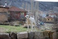 Watchdog stands on a wall in an anatolian village